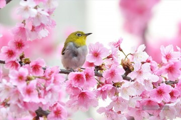  fotos - Vogel im Kirschblüten Frühling Malerei von Fotos zu Kunst